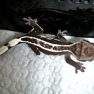 아잔틱 쿼드 슈퍼스트라이프