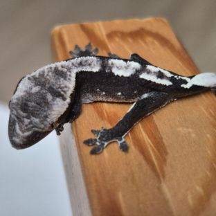 아잔틱