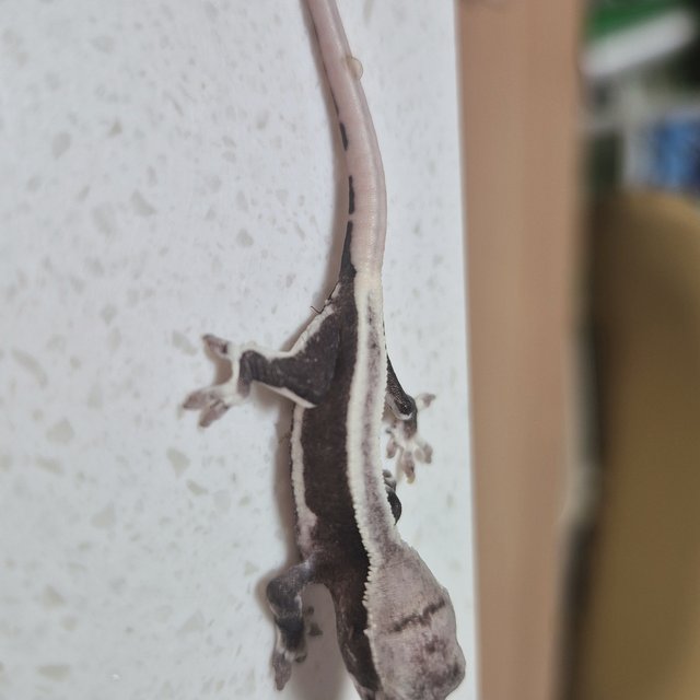 릴잔틱 슈퍼스트라이프