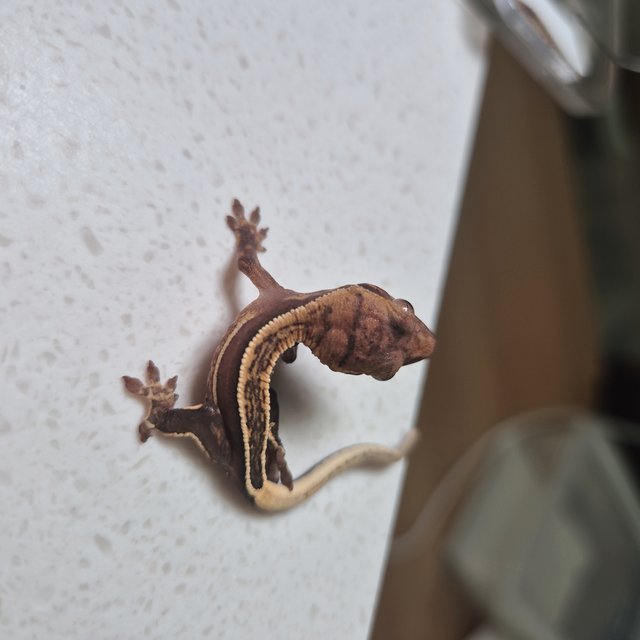 엠티백 슈퍼스트라이프 쿼드 풀핀