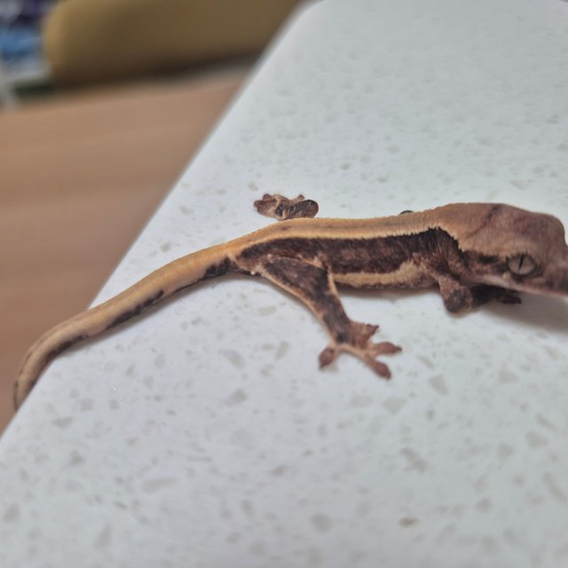 릴리100%헷아잔틱