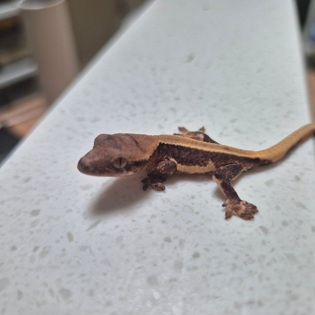 릴리100%헷아잔틱