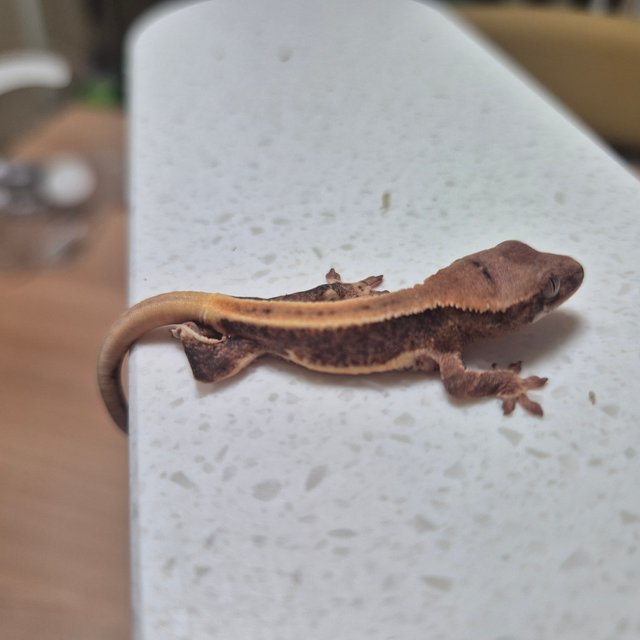 릴리100%헷아잔틱