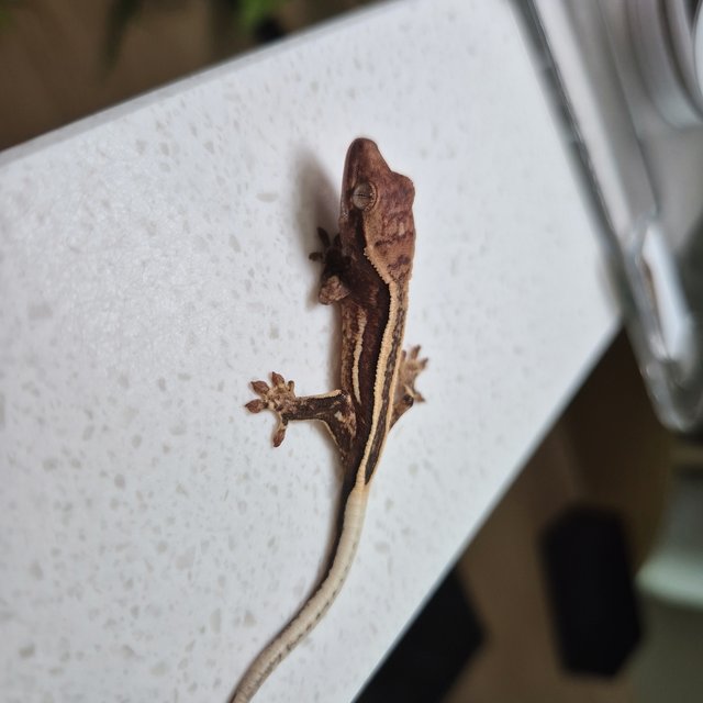 엠티백 쿼드 슈퍼스트라이프 풀핀