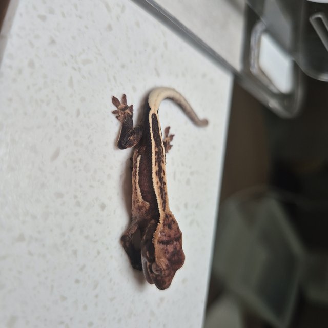 쿼드 엠티백 슈퍼스트라이프 풀핀