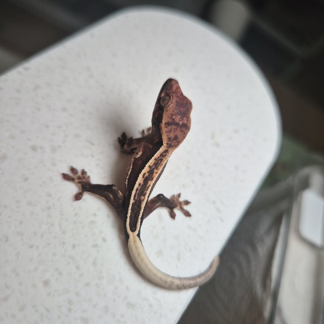 쿼드 엠티백 슈퍼스트라이프 풀핀