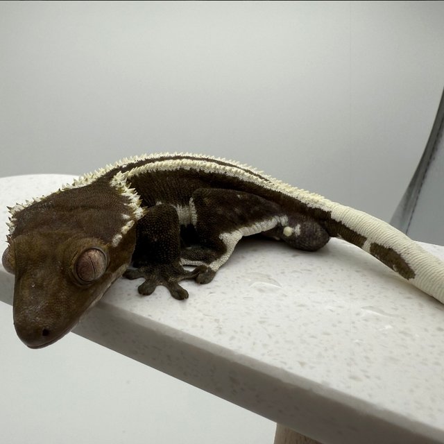 릴잔틱 슈퍼스트라이프