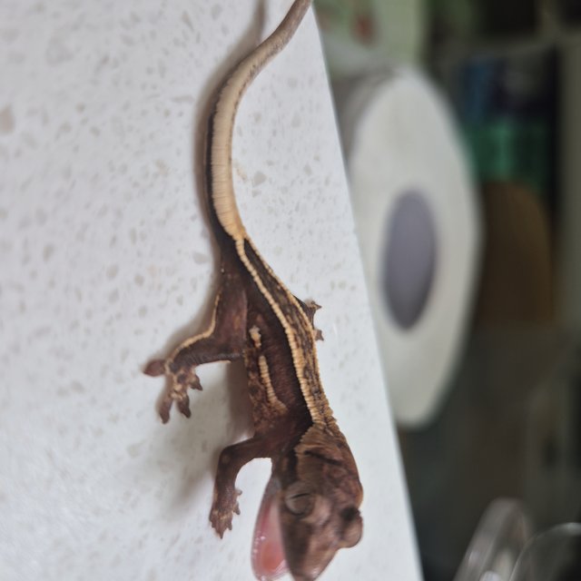 엠티백 슈퍼스트라이프 쿼드 풀핀