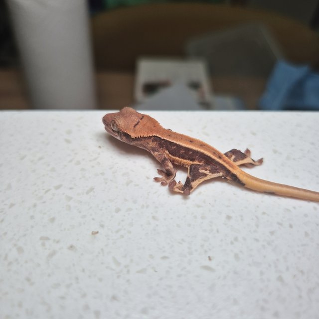 릴리100%헷아잔틱