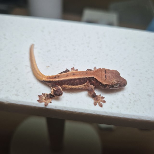 릴리100%헷아잔틱