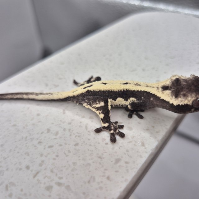 릴리 세이블 아잔틱 세이블 릴잔틱