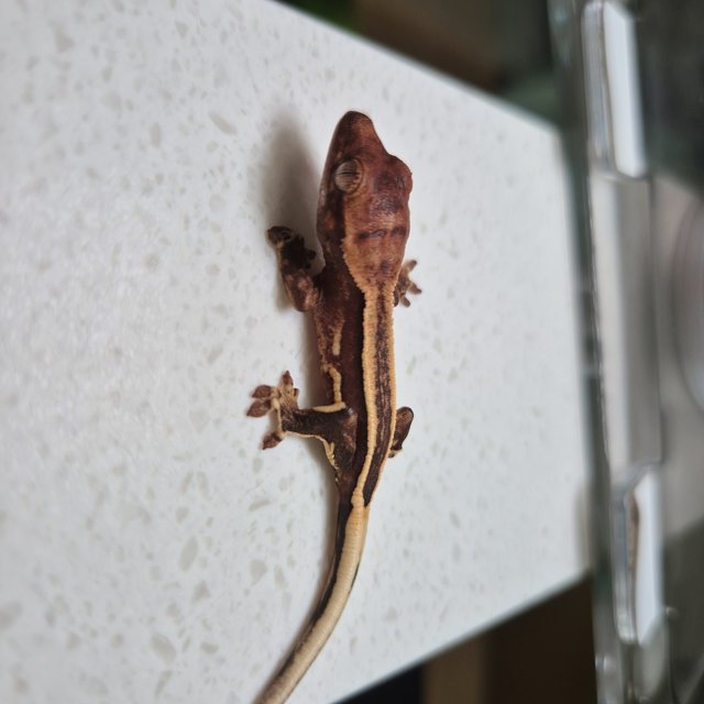 엠티백 쿼드 슈퍼스트라이프 풀핀