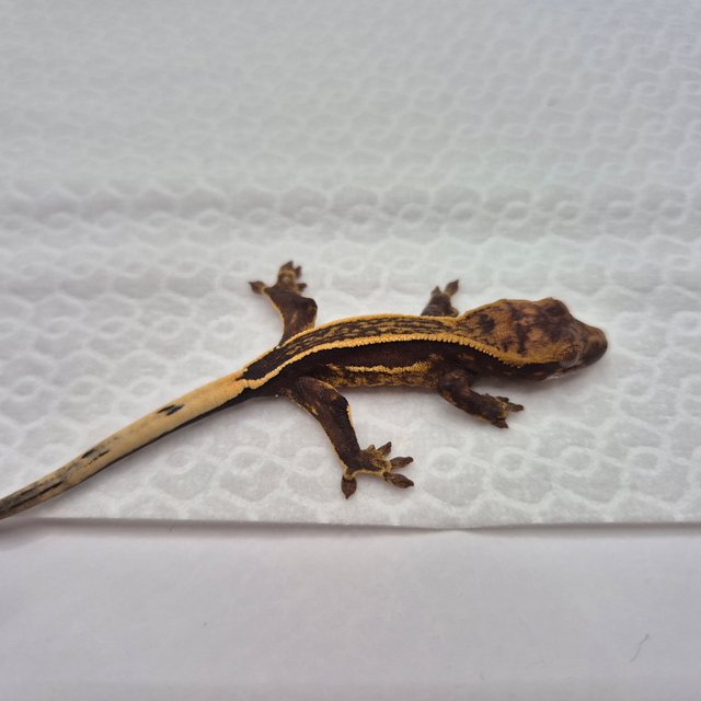 엠티백 슈퍼스트라이프