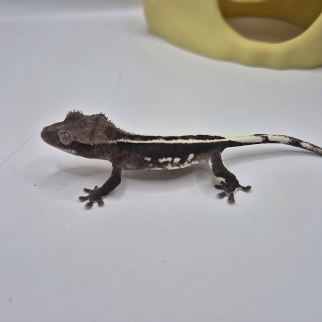 아잔틱 쿼드 슈퍼스트라이프 풀핀