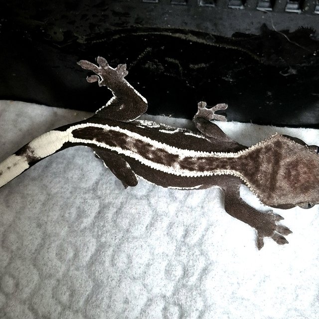 아잔틱 쿼드 슈퍼스트라이프