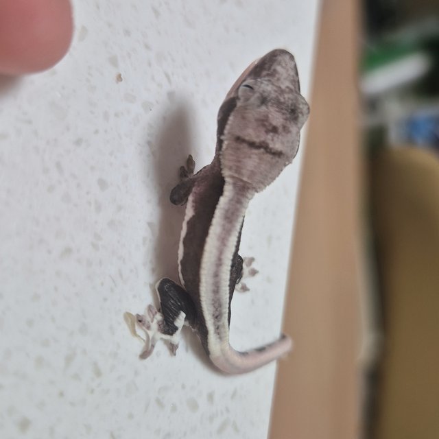 릴잔틱 슈퍼스트라이프