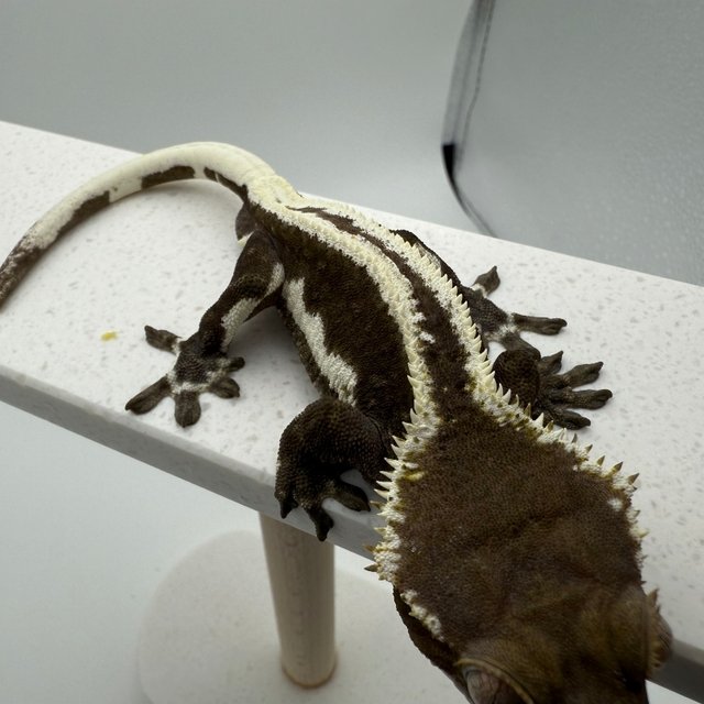 릴잔틱 슈퍼스트라이프