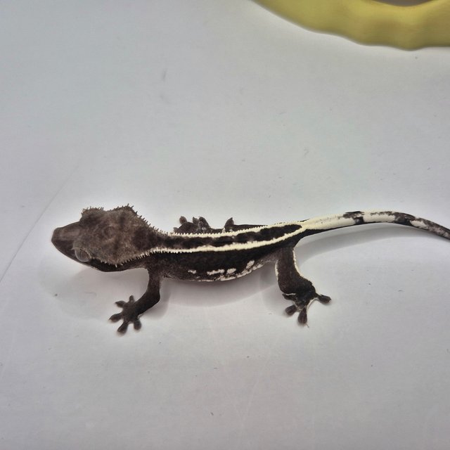 아잔틱 쿼드 슈퍼스트라이프 풀핀