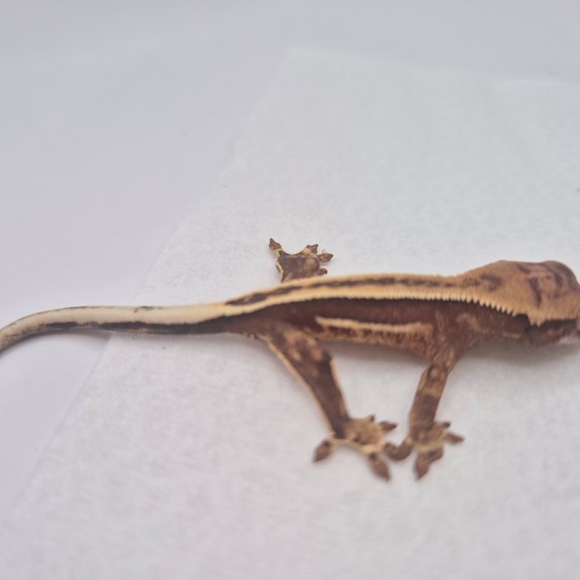 슈퍼스트라이프 엠티백 풀핀