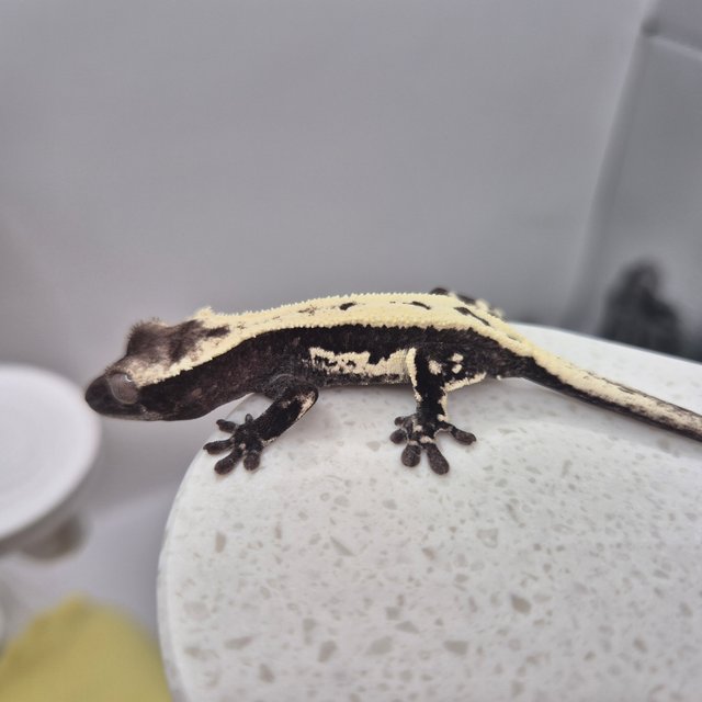 릴리 세이블 아잔틱 세이블 릴잔틱