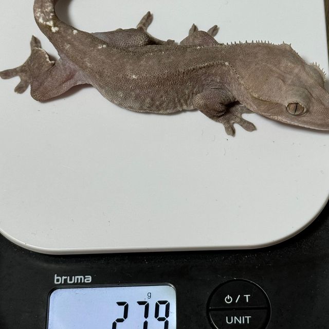 하이포 아잔틱