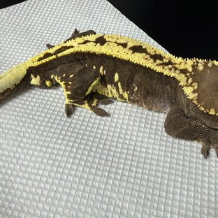 카푸치노 풀핀 화이트스팟