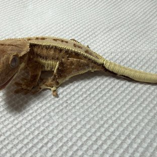 릴리화이트 쿼드 풀핀