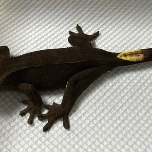 챠콜 블랙 다크 패턴리스 팬텀