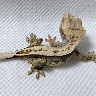 100%헷아잔틱 노멀 쿼드 풀핀 화이트스팟