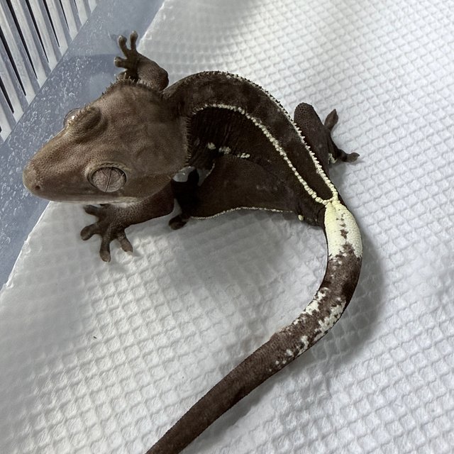 아잔틱 화이트포트홀 풀핀