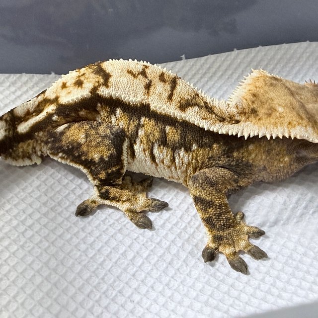 트라이 익스트림할리퀸 텐저린 화이트핀 화이트스팟 화이트크라운