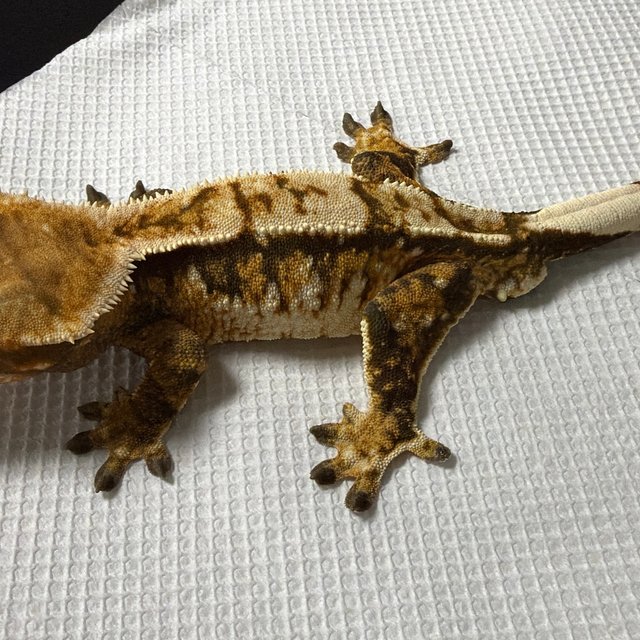 트라이 익스트림할리퀸 텐저린 화이트핀 화이트스팟 화이트크라운