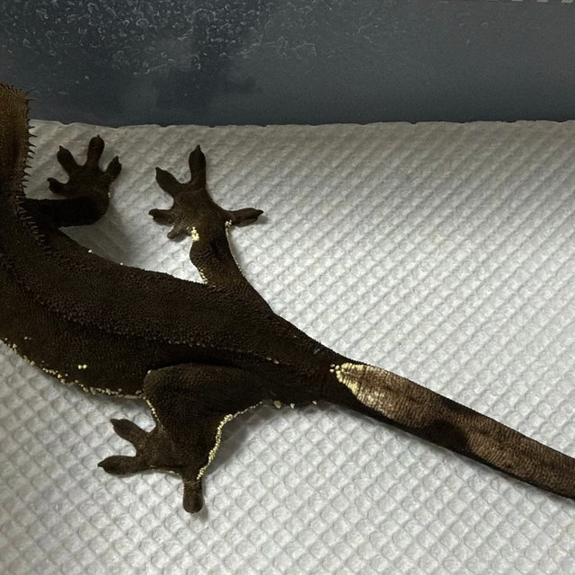 다크 블랙 챠콜 화이트포트홀 패턴리스