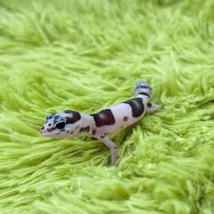 White Out Het Ghost Het Oreo Het Patternless