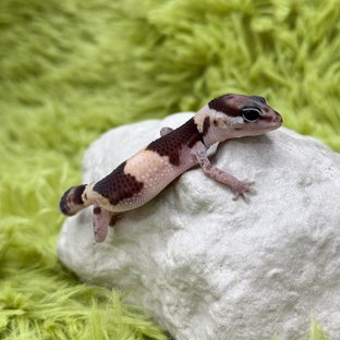 Normal Het Ghost Het Oreo Het Patternless