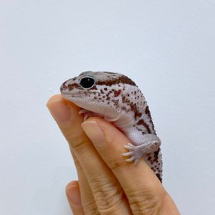 오레오 헷 아멜라니스틱