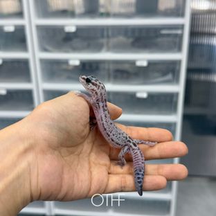 오레오 패턴리스