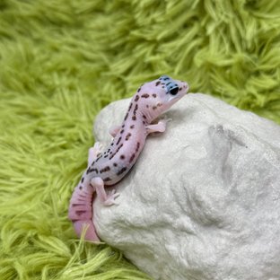 White Out Oreo Patternless Het Ghost