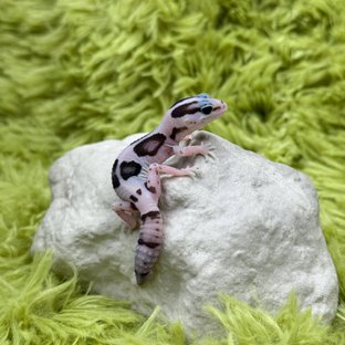 화이트아웃 오레오