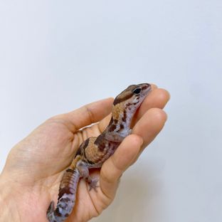 노멀