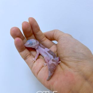 오레오 카라멜 줄루