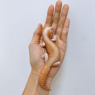 아멜라니스틱 패턴리스 헷 오레오
