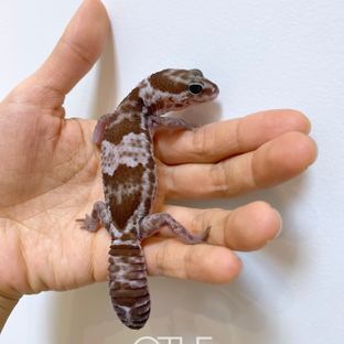 오레오 헷 패턴리스