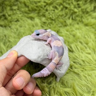 Ghost Het Patternless