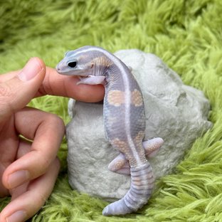 Ghost Zero Het Patternless