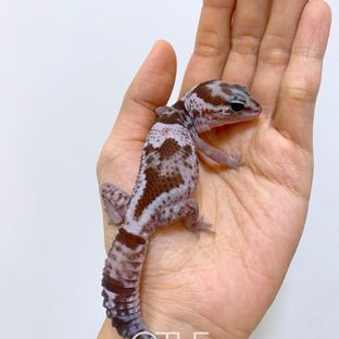 오레오 헷 패턴리스