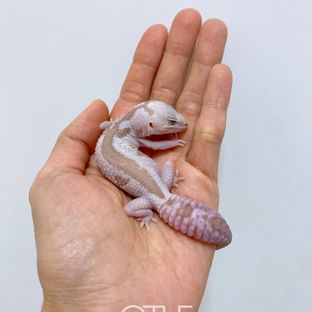 화이트아웃 오레오 카라멜 줄루