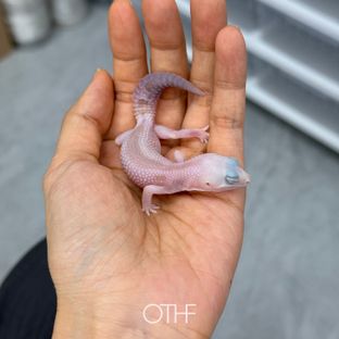 화이트아웃 아멜라니스틱 오레오 줄루