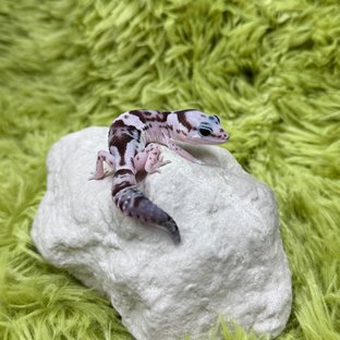 Oreo Het Ghost Het Patternless