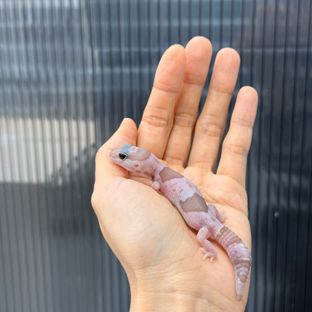 화이트아웃 오레오 카라멜 헷 아멜라니스틱